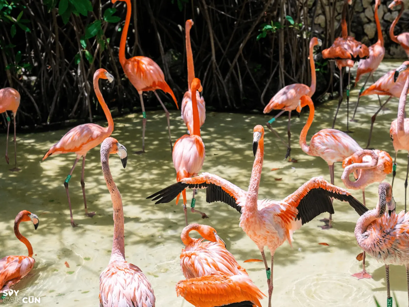 Xcaret com Golfinho